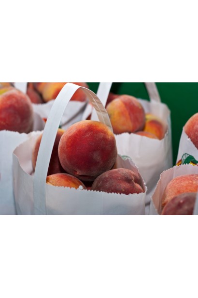 Персик червонолистий Стіллет